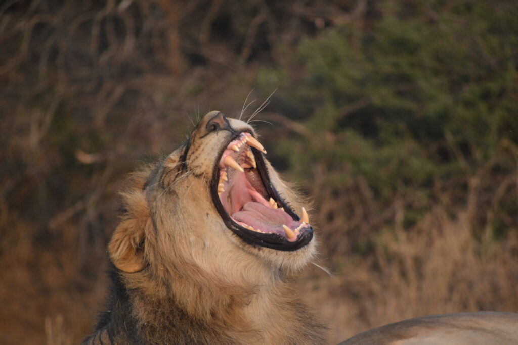 King of the reserve, Karongwe Private Reserve, South Africa
