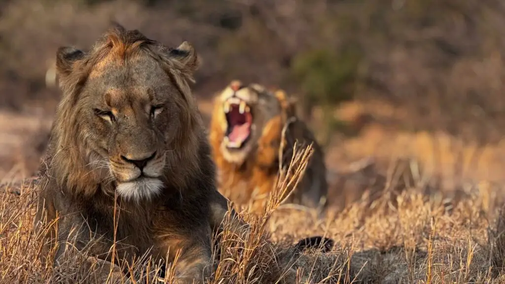 South africa krueger male lions