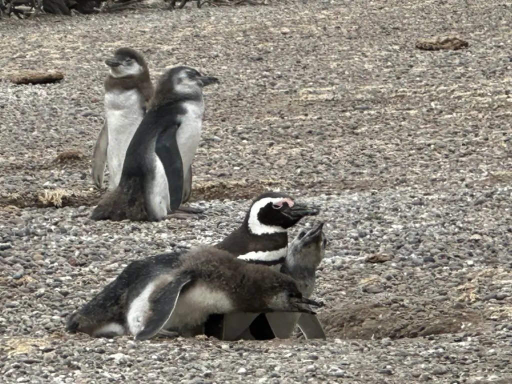 14 Days Cruising Antarctica