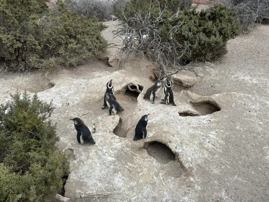 14 Days Cruising Antarctica