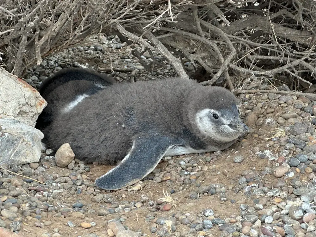 14 Days Cruising Antarctica