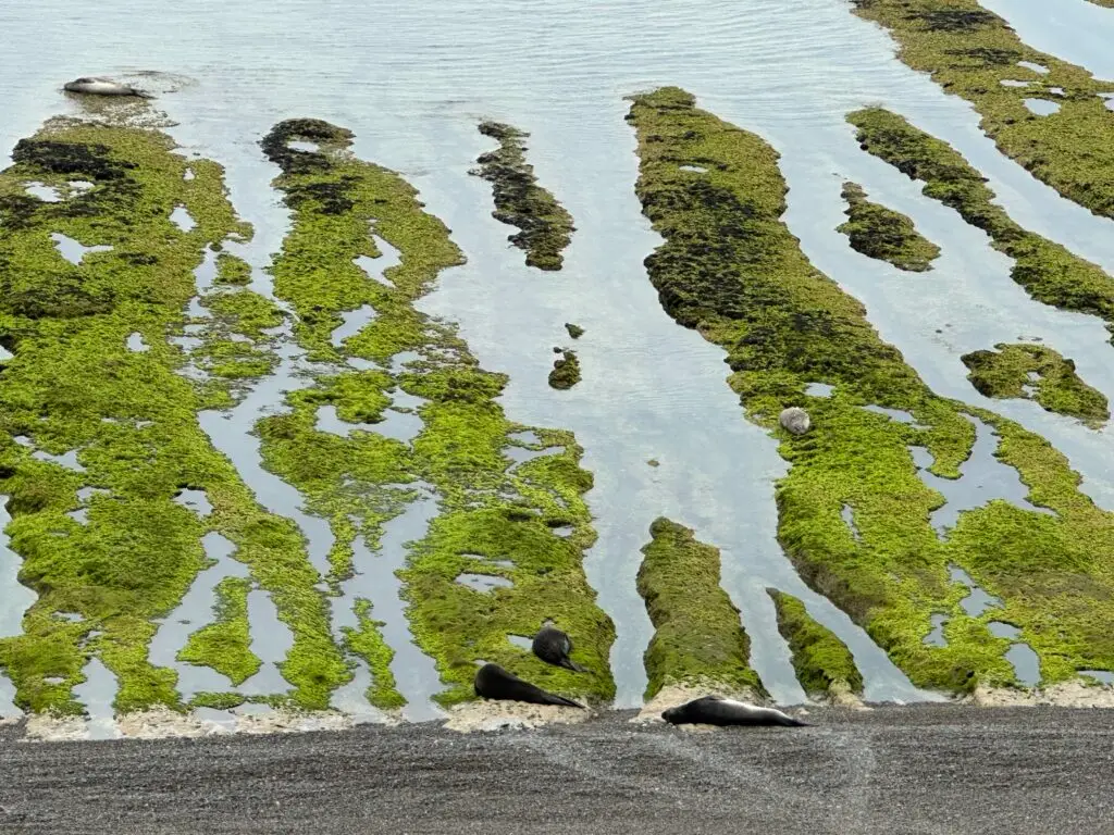 14 Days Cruising Antarctica