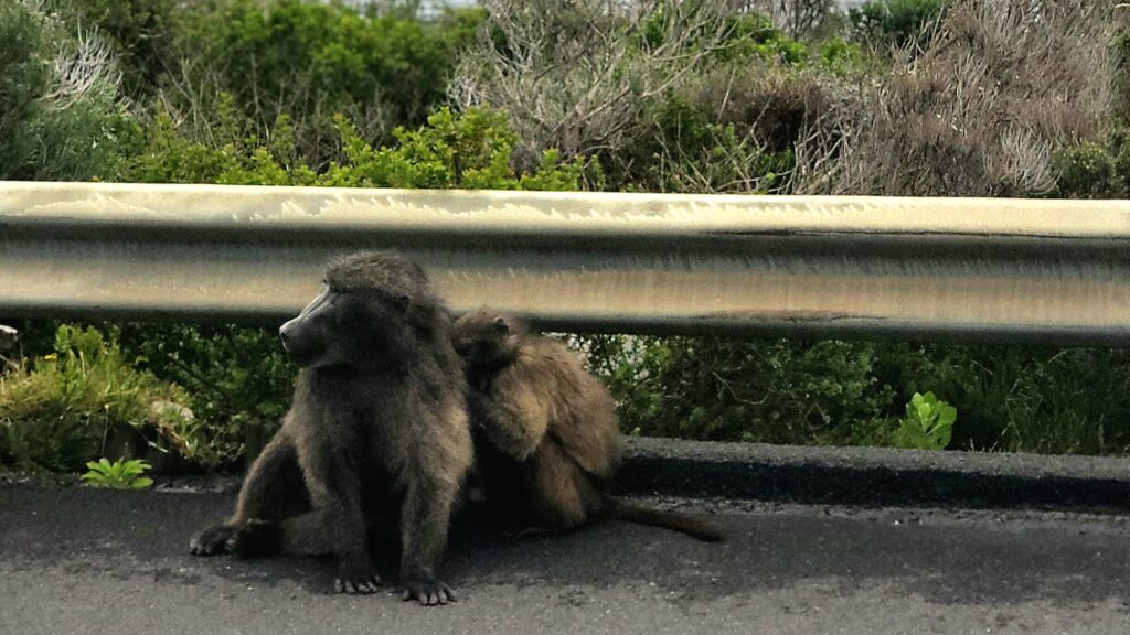 betties bay baboons in south africa on the side of the road