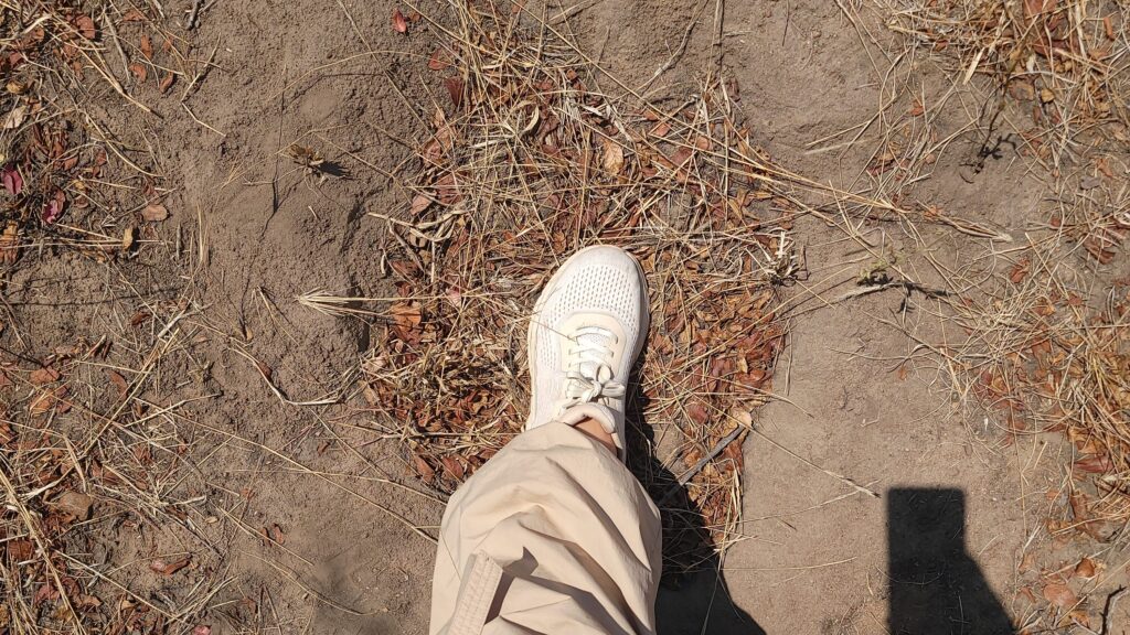 south africa safari guide elephant footprint