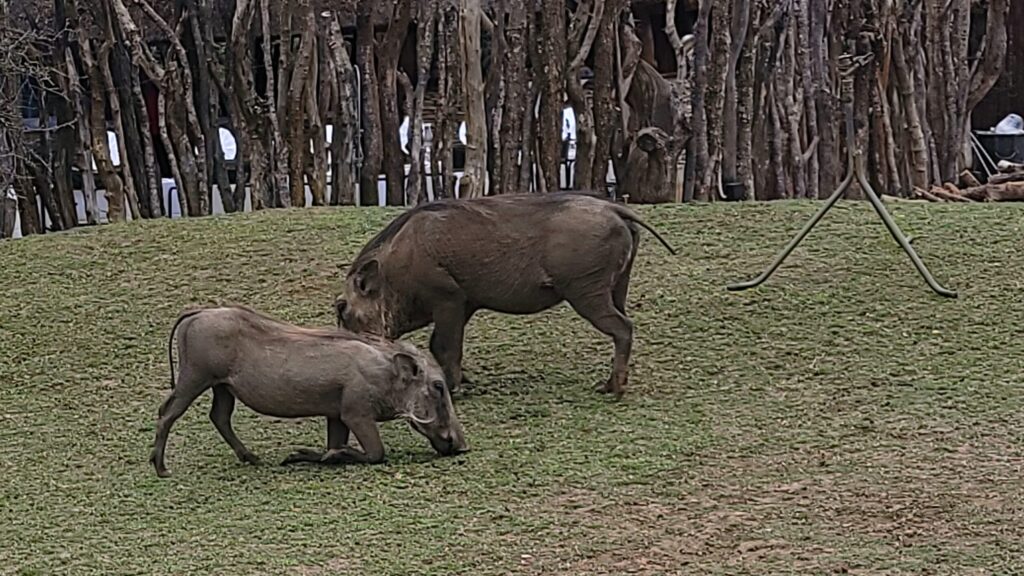 warthog booty in south africa