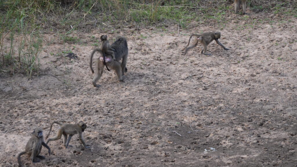 vervet monkeys on the south africa safari