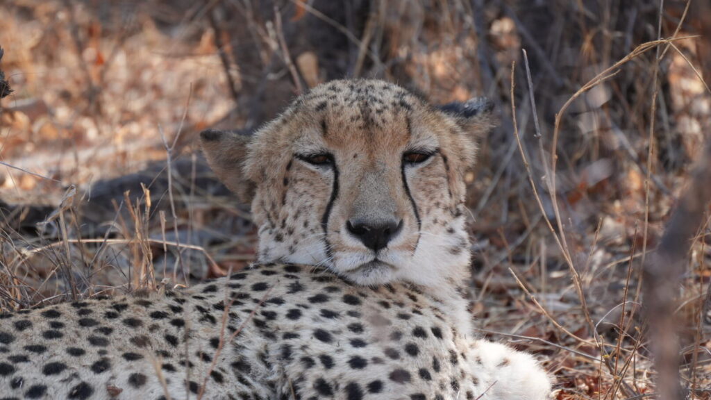 Cheetah on safari