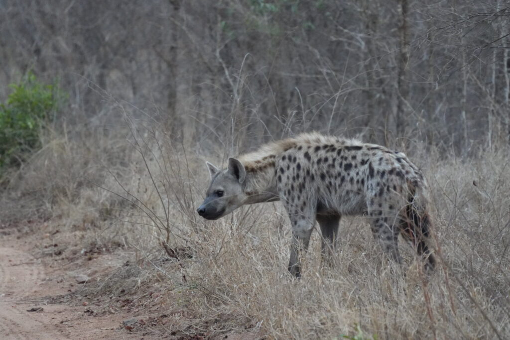 wild hyena on african safari
