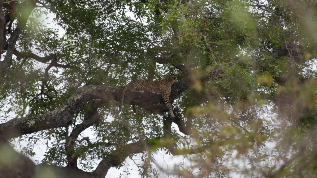 leopard in south africa