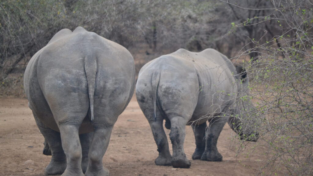 south africa safari guide rhino backsides