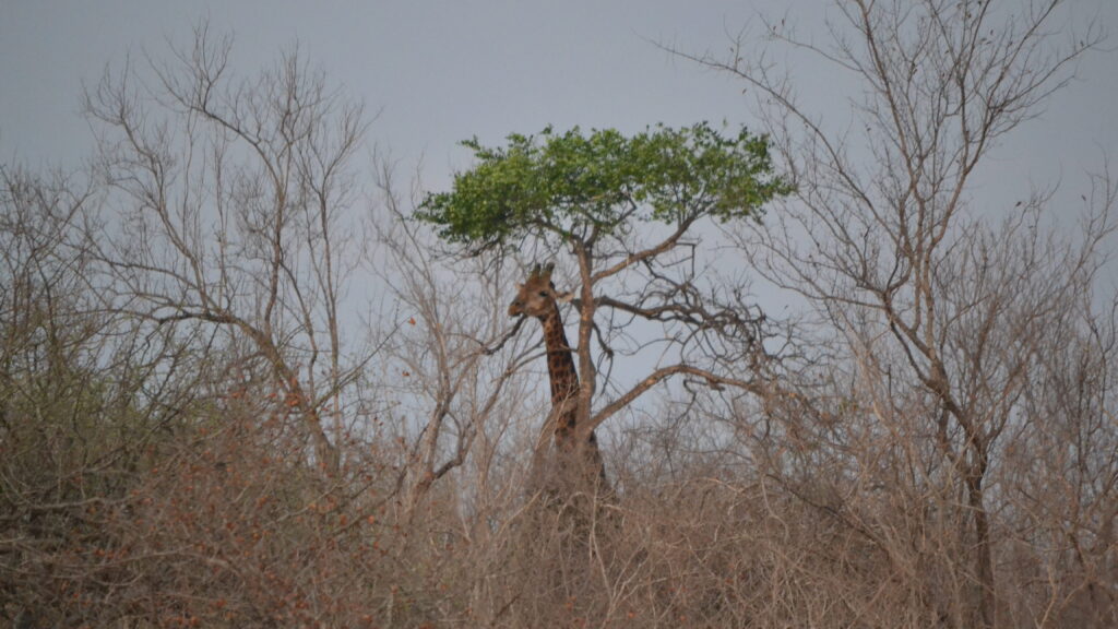 giraffe on termite mound in south africa safari guide