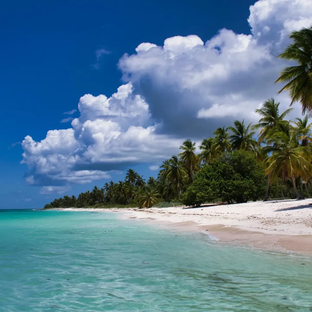 Serene tropical beach scene with palm trees, clear ocean, and vibrant blue sky. dominican republic